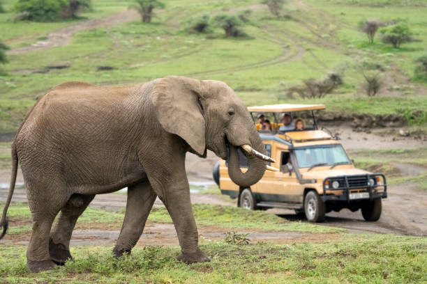 Game Drive In Ngorongoro Crater